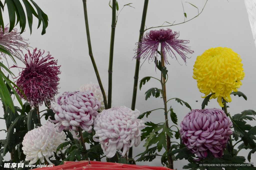 菊花 