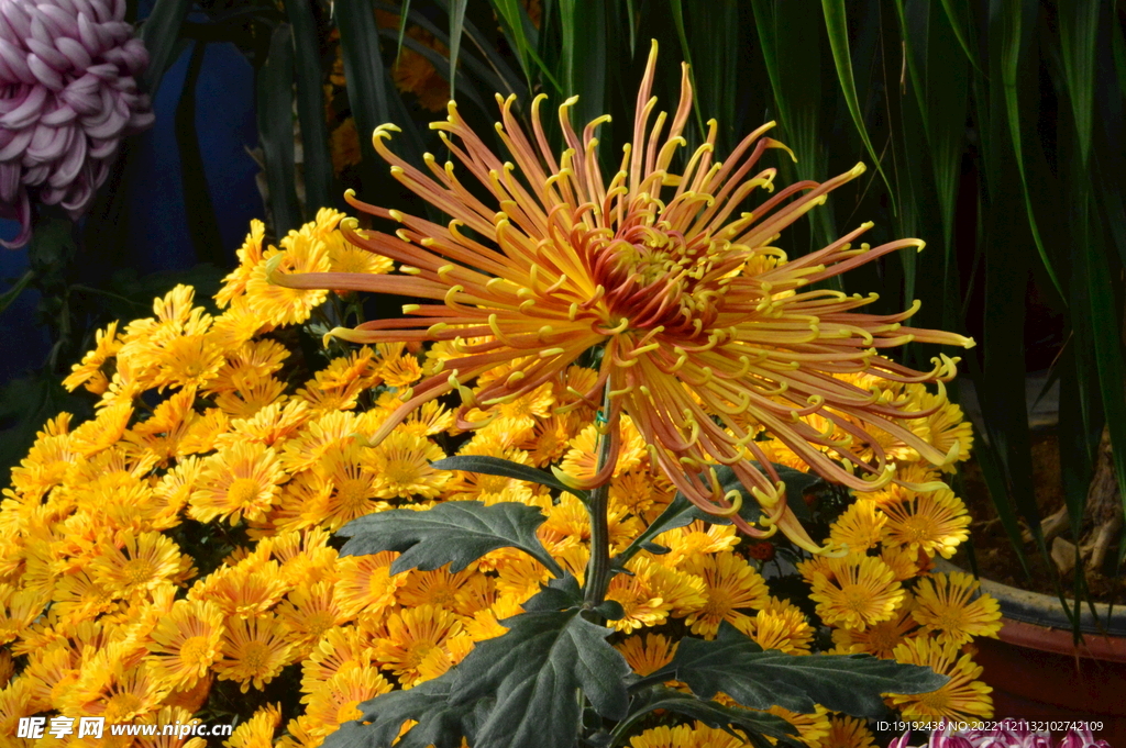 菊花 