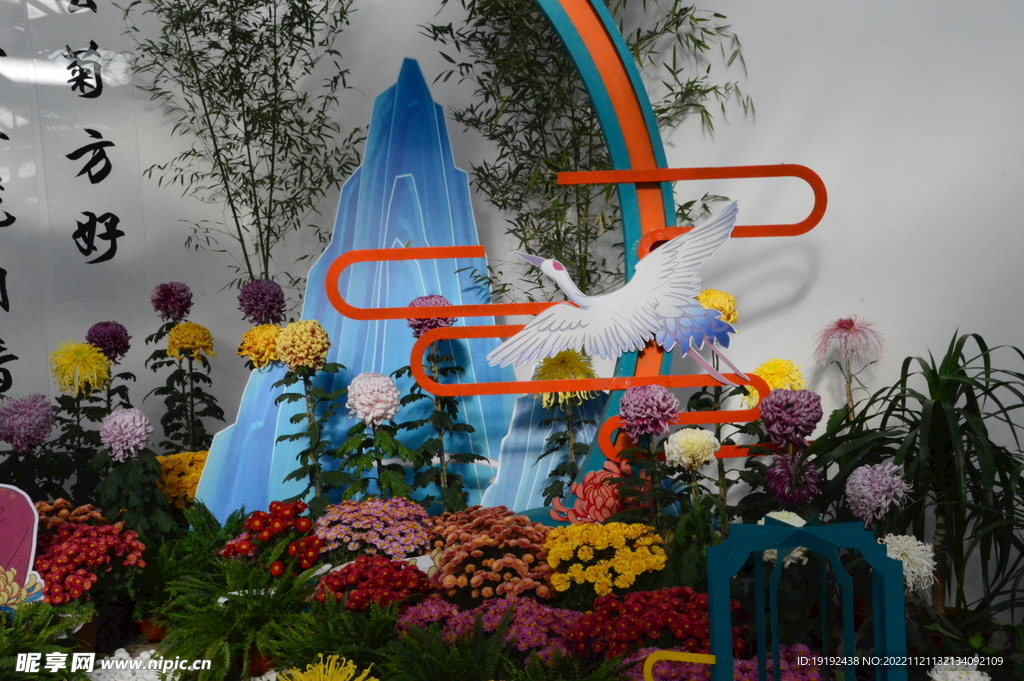 菊花 