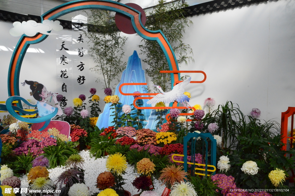 菊花 