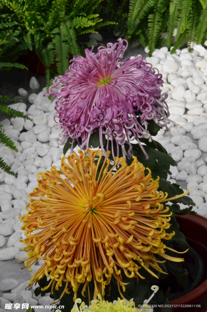 菊花 