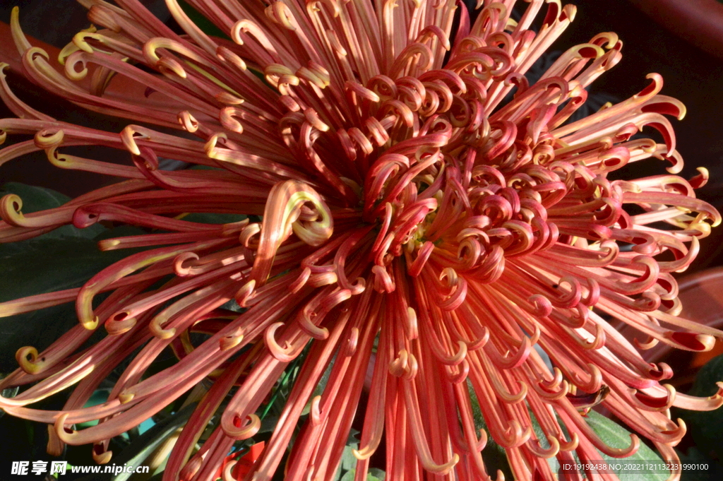 菊花 