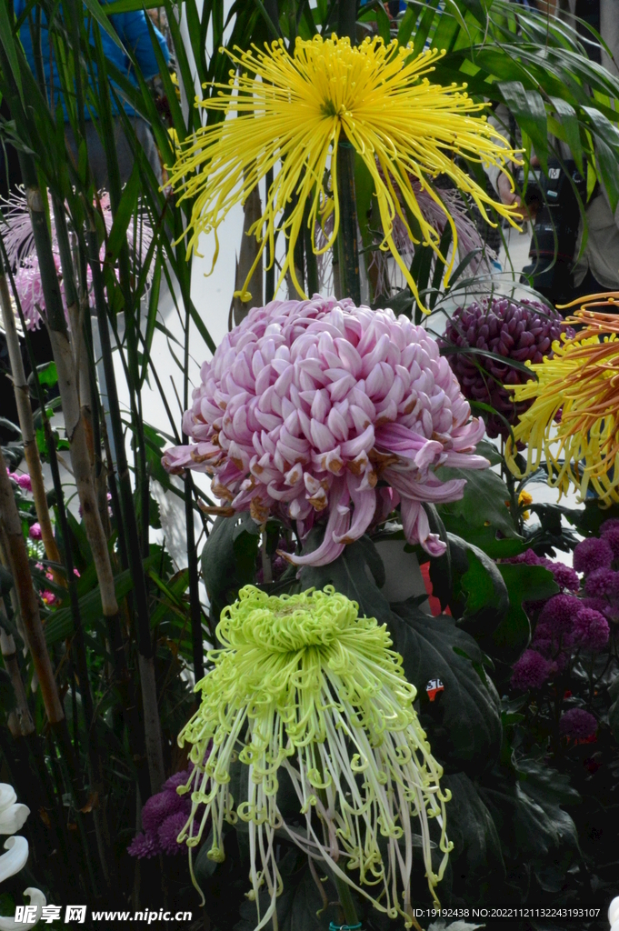 菊花