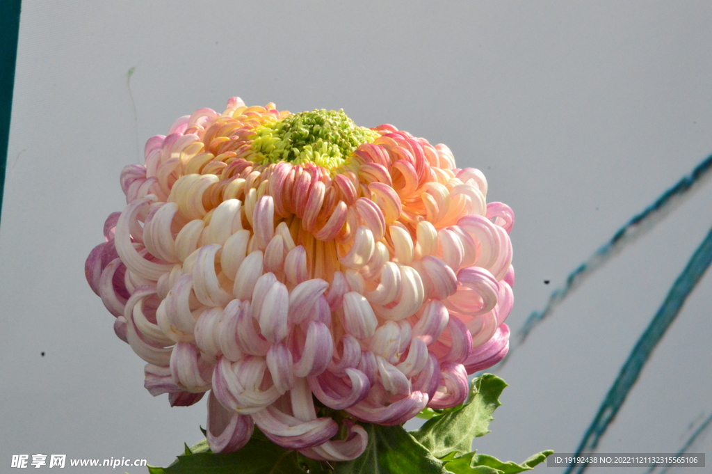 菊花 