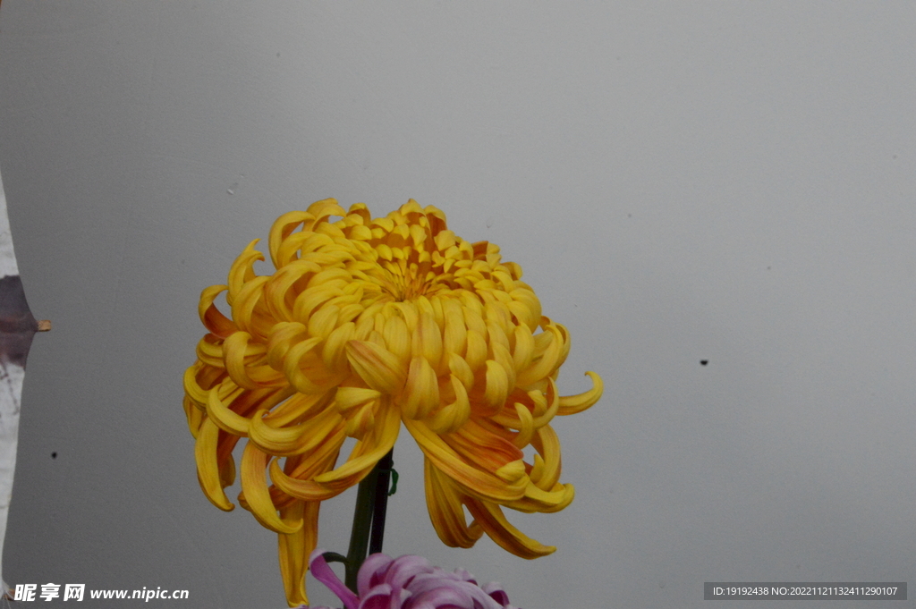 菊花 