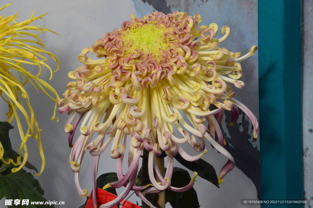 菊花 