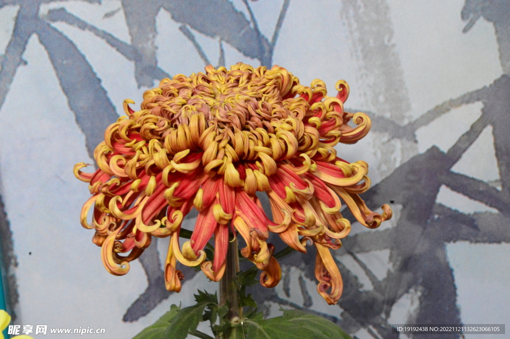 菊花 