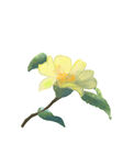 手绘山茶花