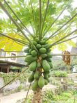 木瓜树