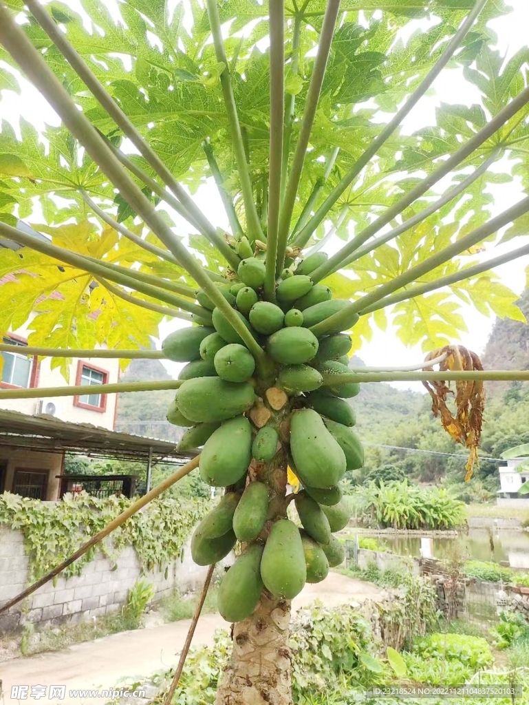 木瓜树