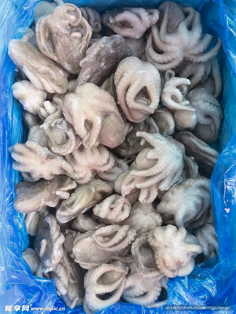 八爪鱼