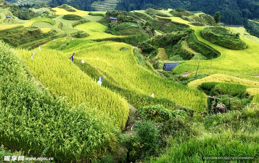 从江加榜梯田风光