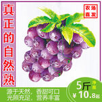 葡萄主图