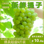 提子主图