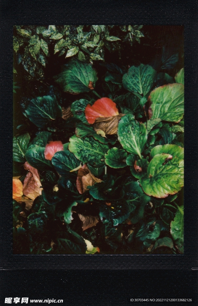 绿叶和花