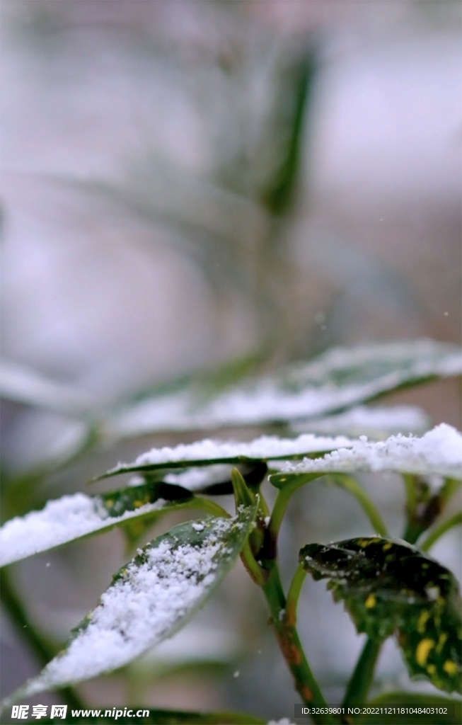 雪落树叶