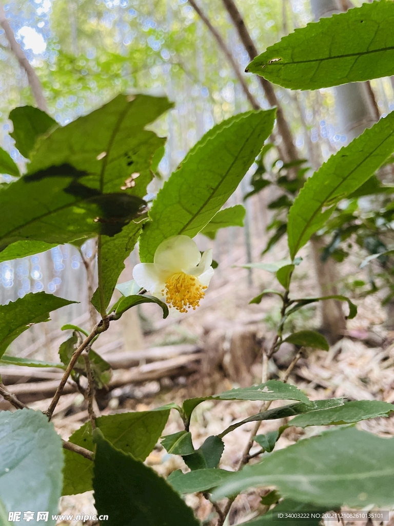 茶花