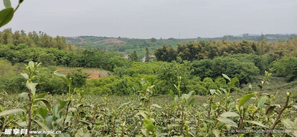 茶山风景