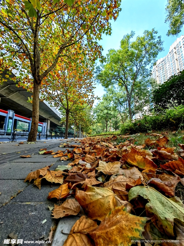 秋天季节景色落叶