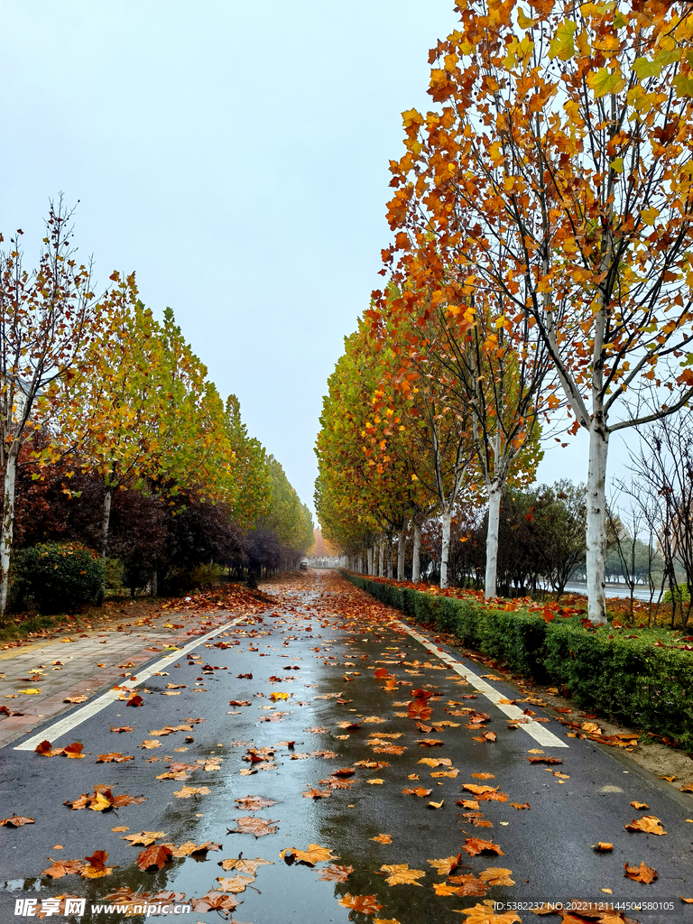 秋季雨天黄金大道落叶