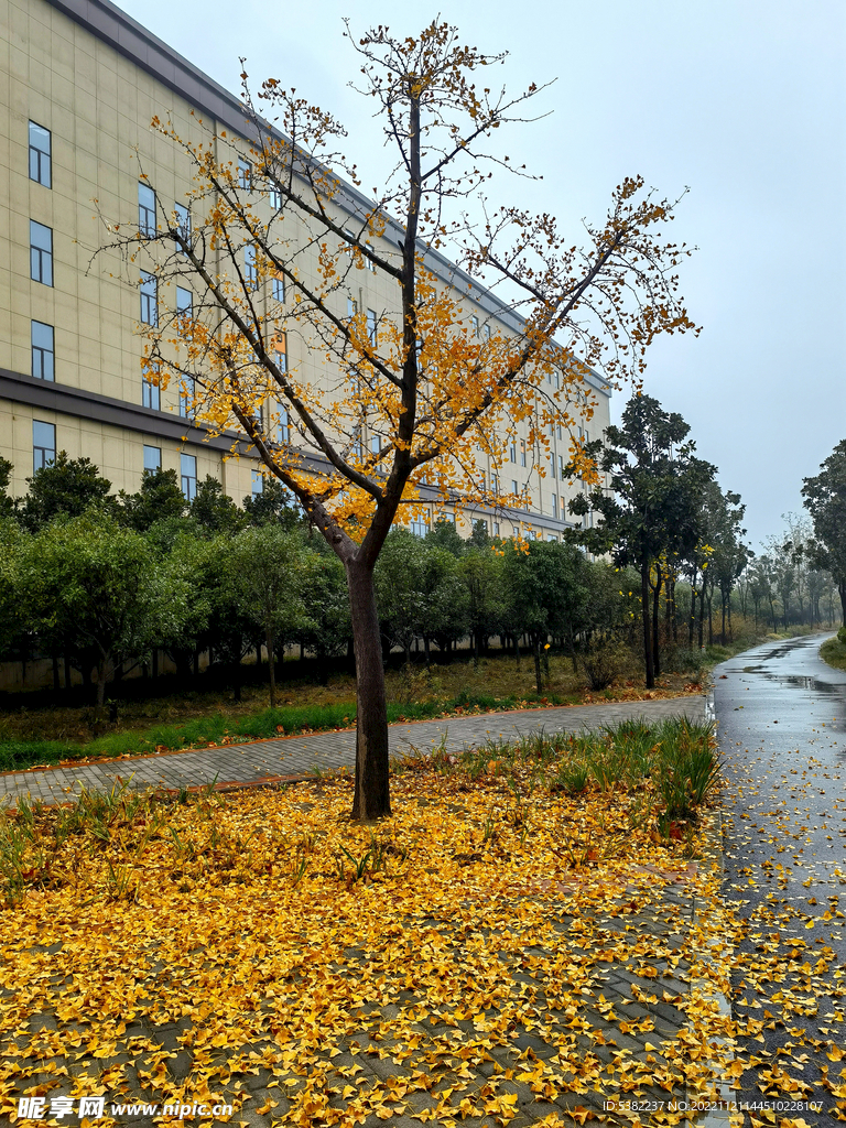 雨天金黄的银杏落叶