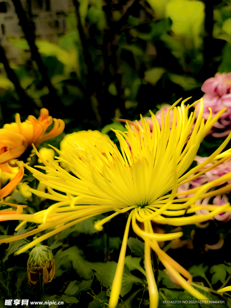 菊花
