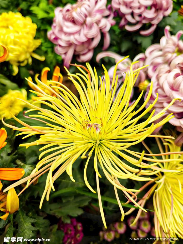 菊花