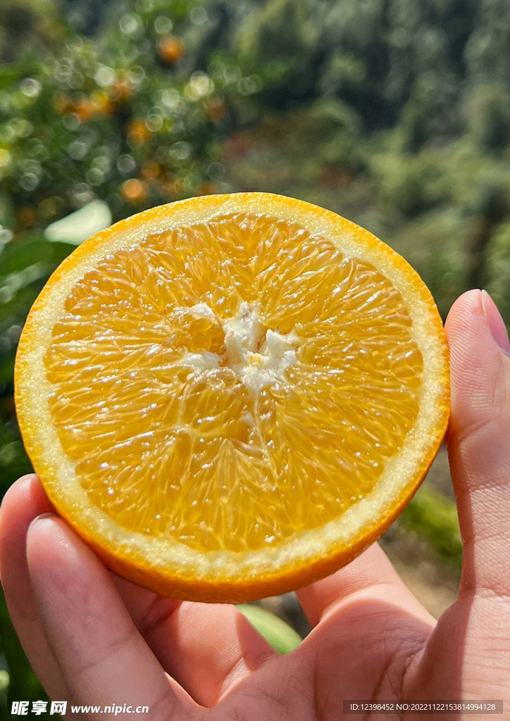 脐橙