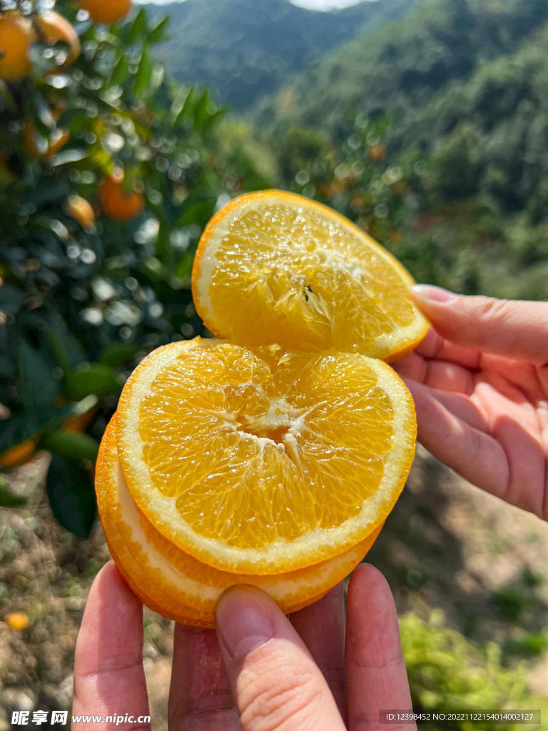 脐橙