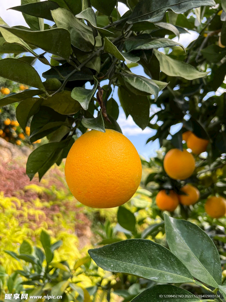 脐橙