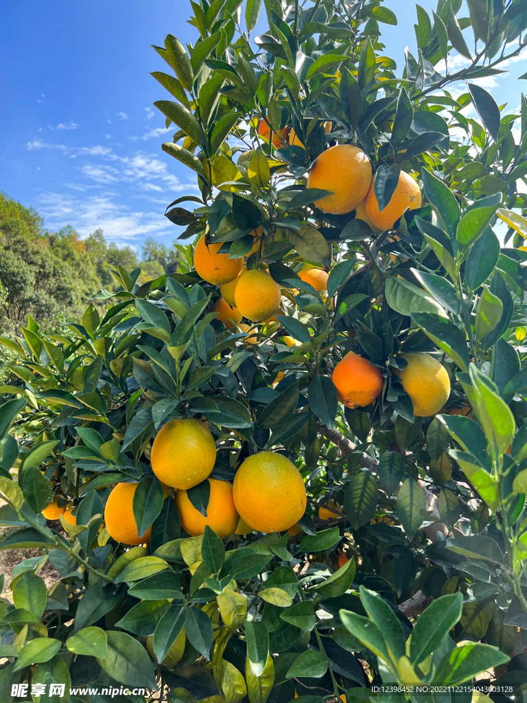 脐橙