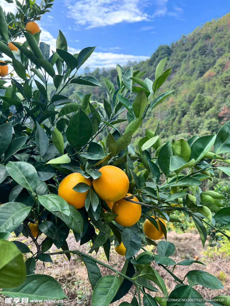 脐橙