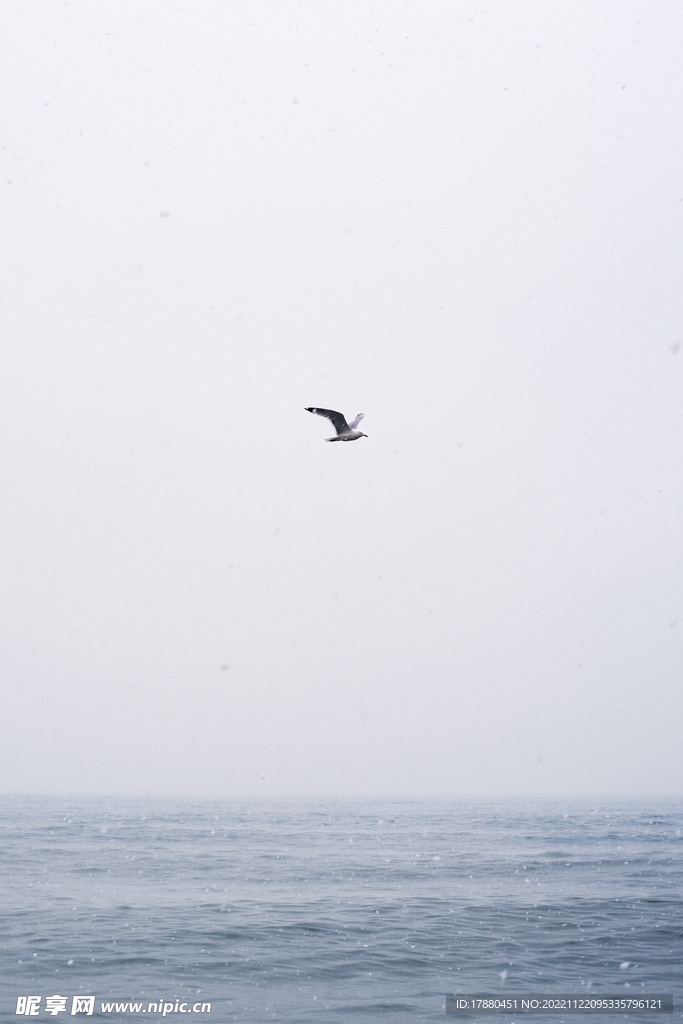 海鸥