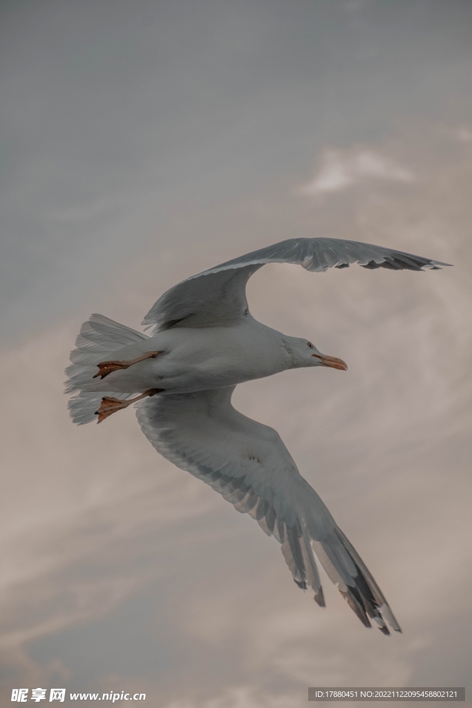 海鸥