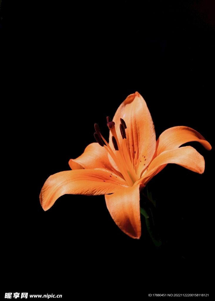 百合