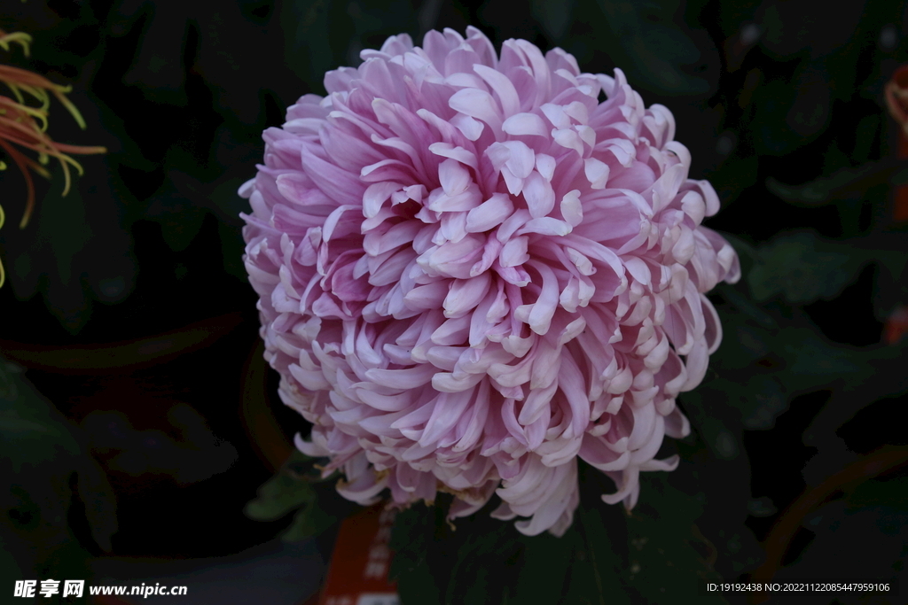 菊花 