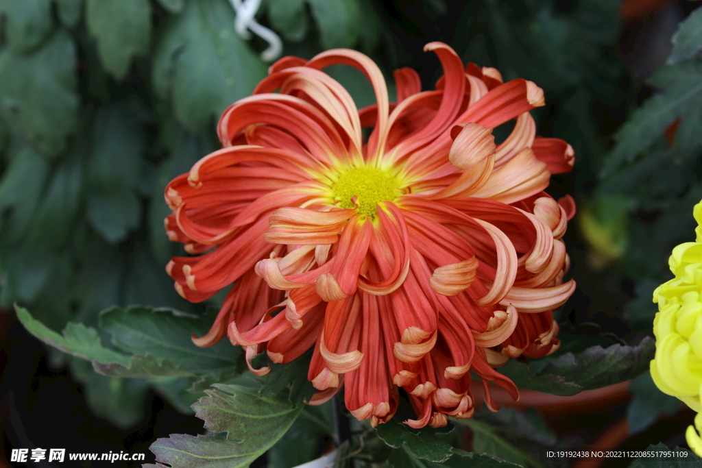 菊花