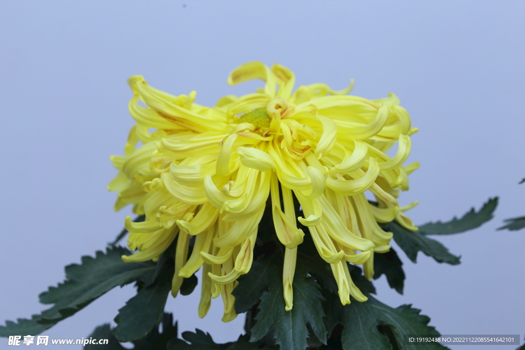 菊花 