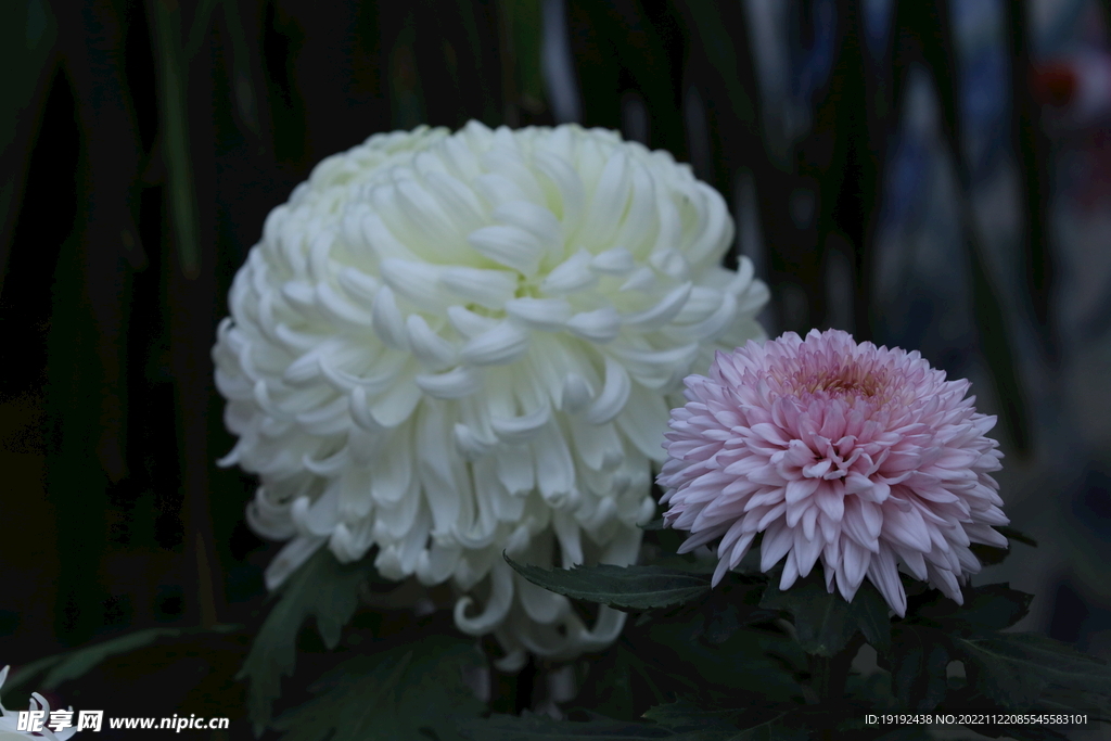 菊花 