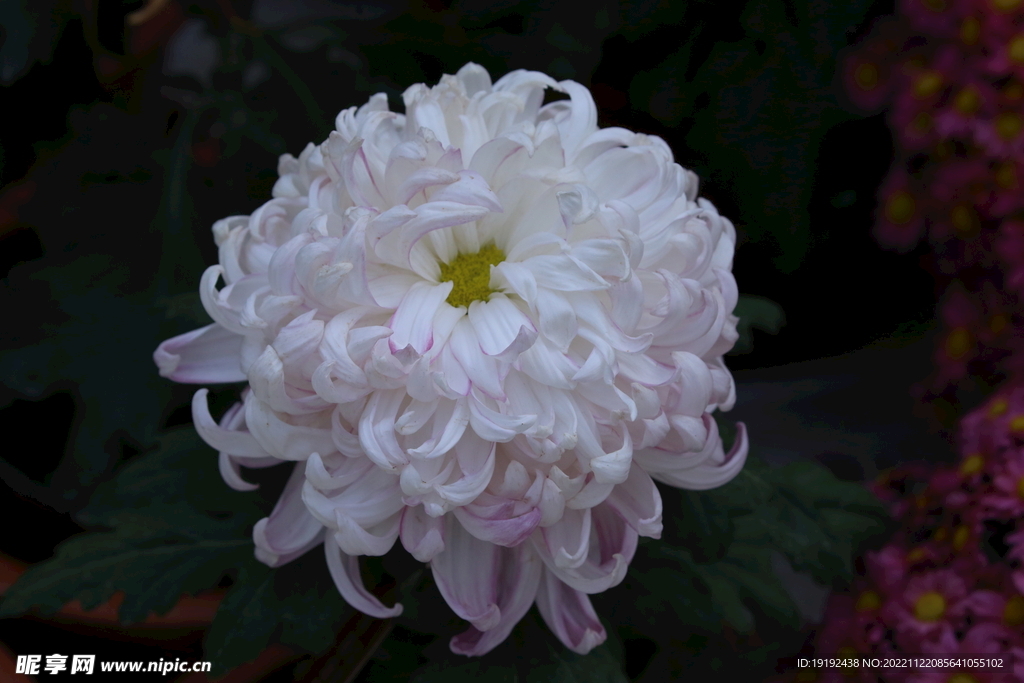 菊花 