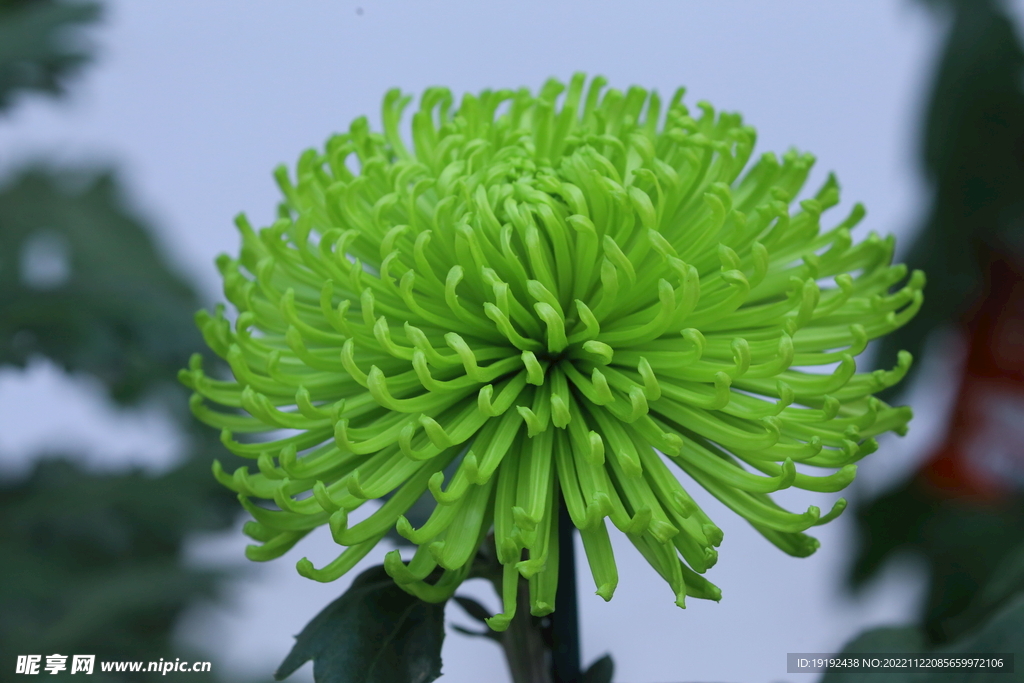 菊花 