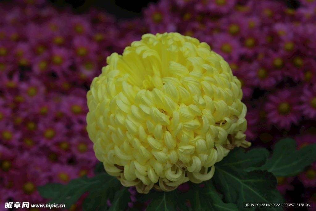菊花