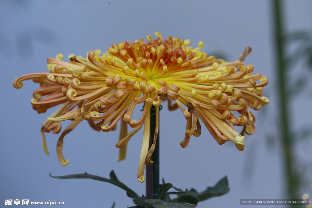 菊花 