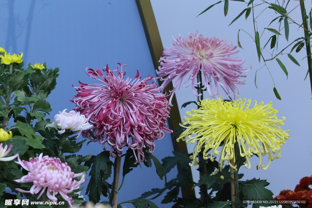 菊花 