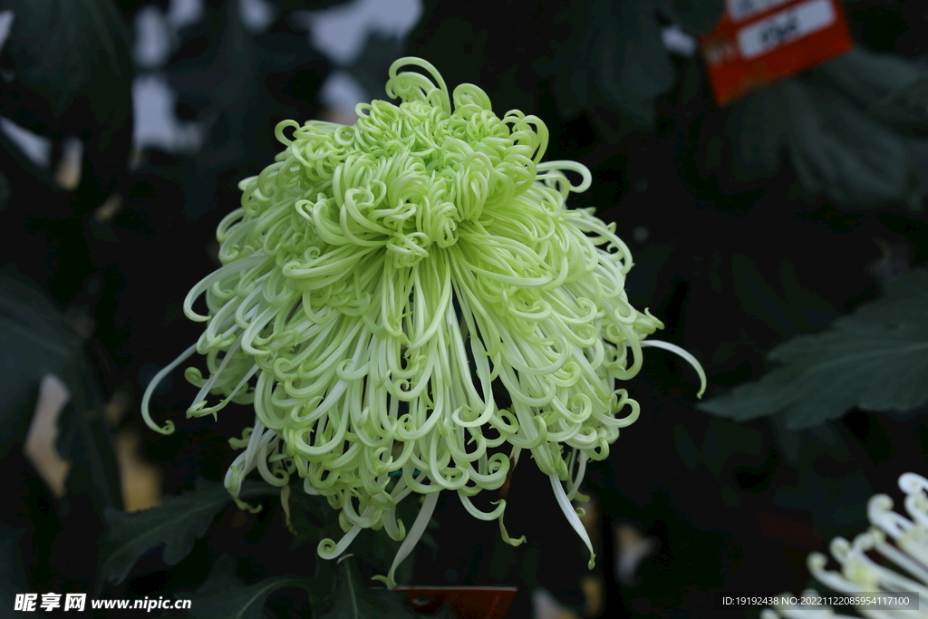 菊花