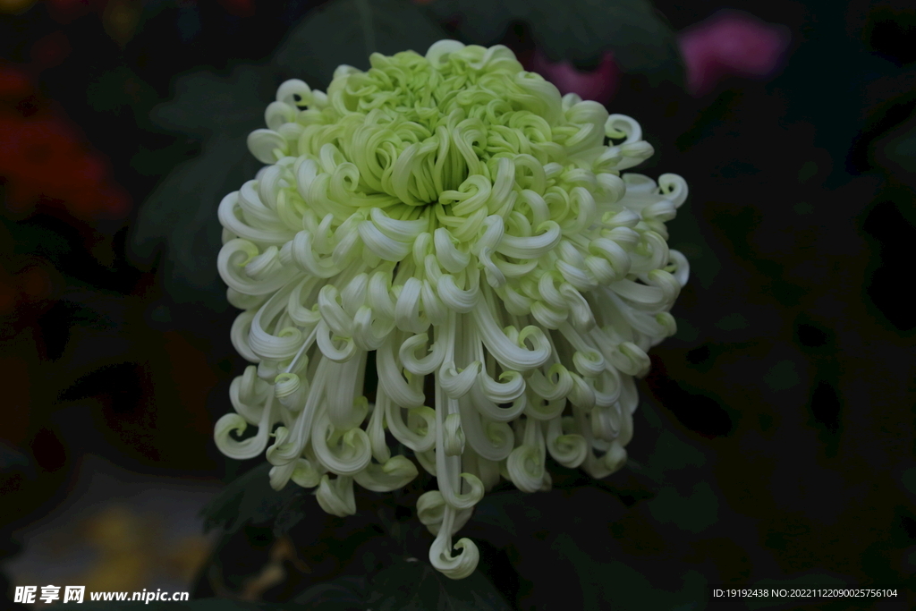 菊花 