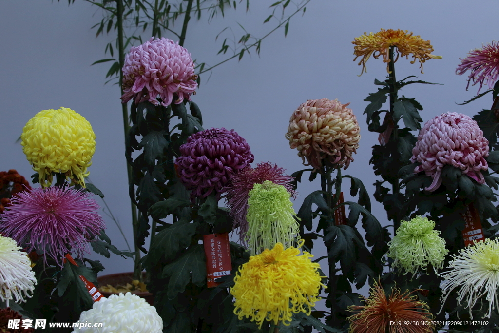 菊花 