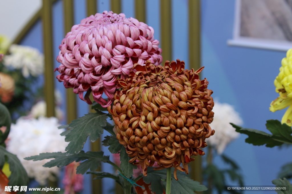 菊花
