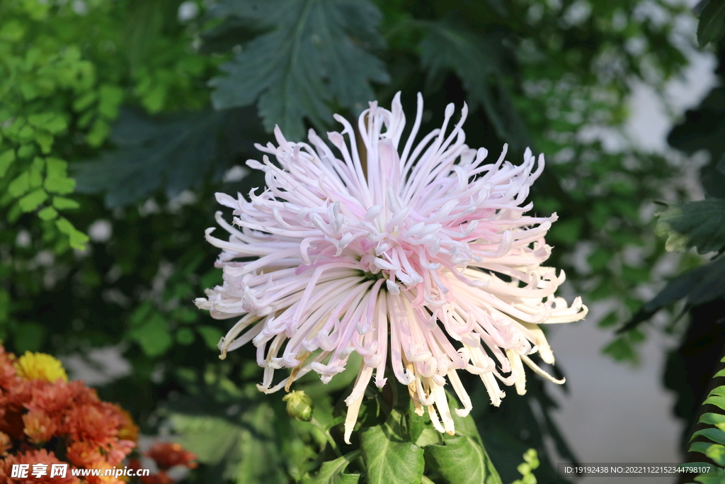菊花 