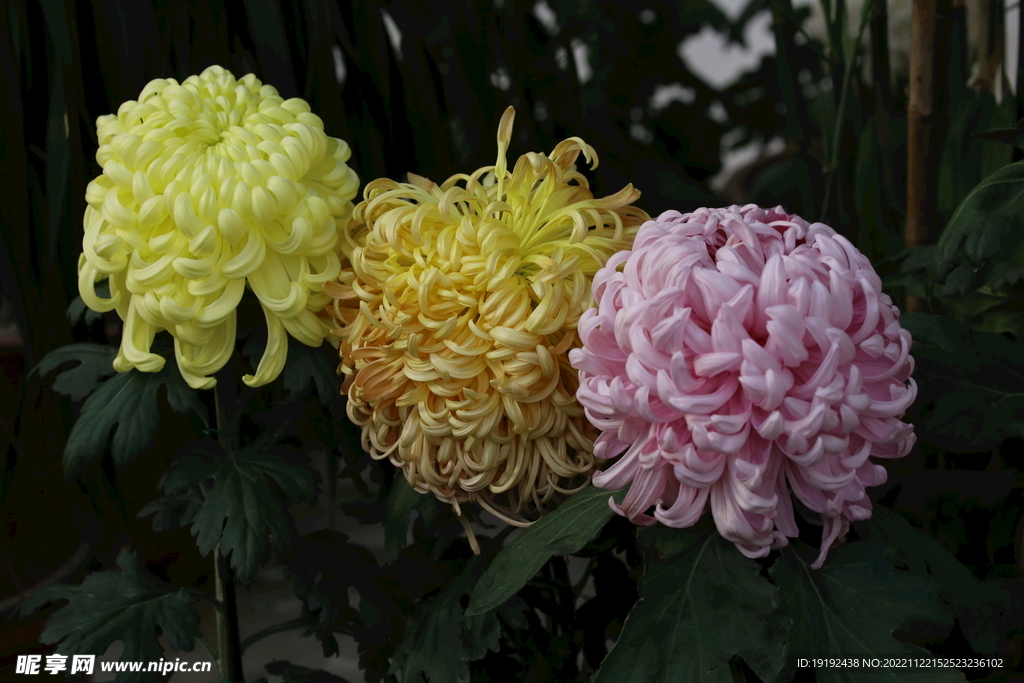 菊花